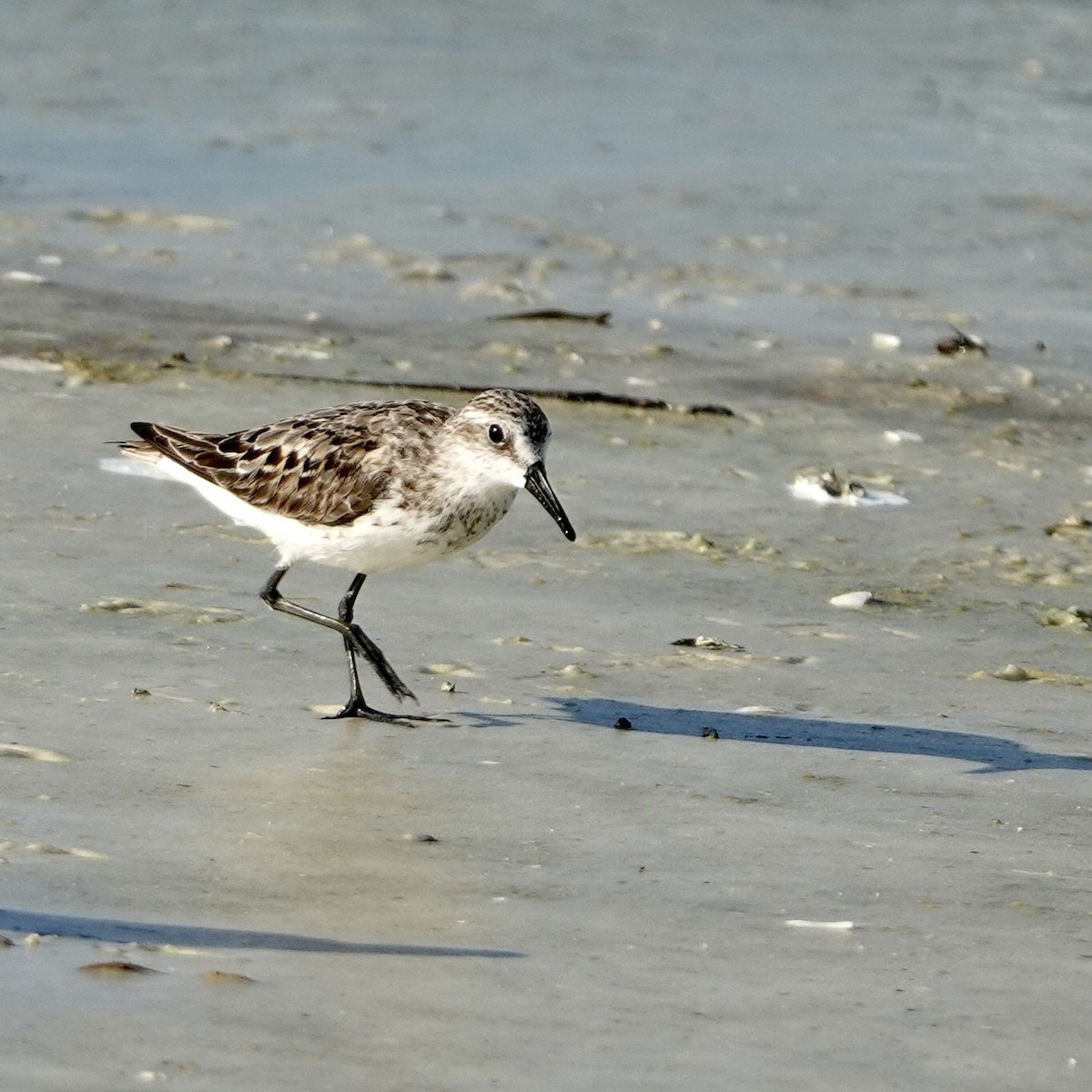 Semipalmated Sandpiper - ML638490398