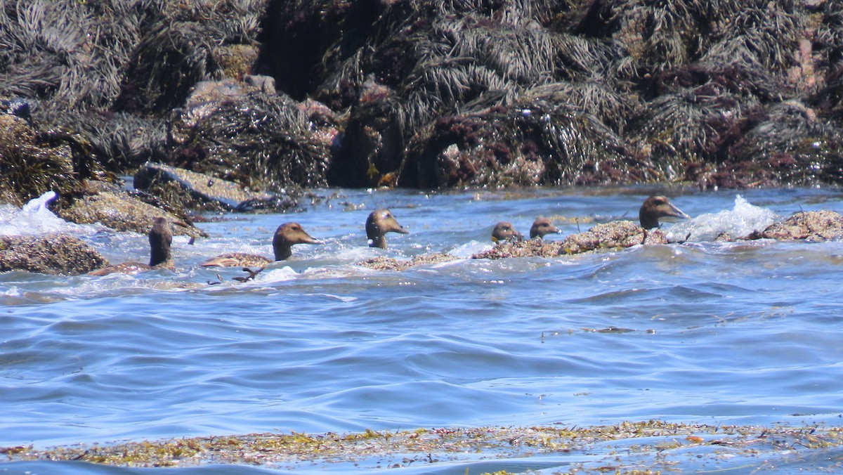 Common Eider - ML638490399