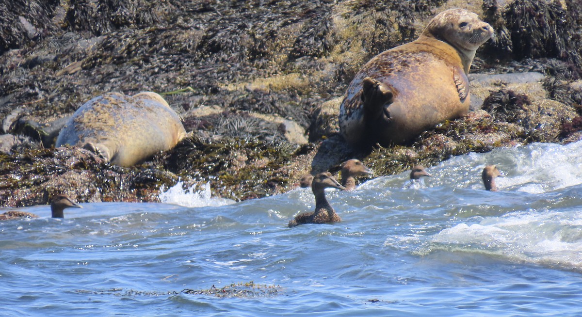 Common Eider - ML638490401