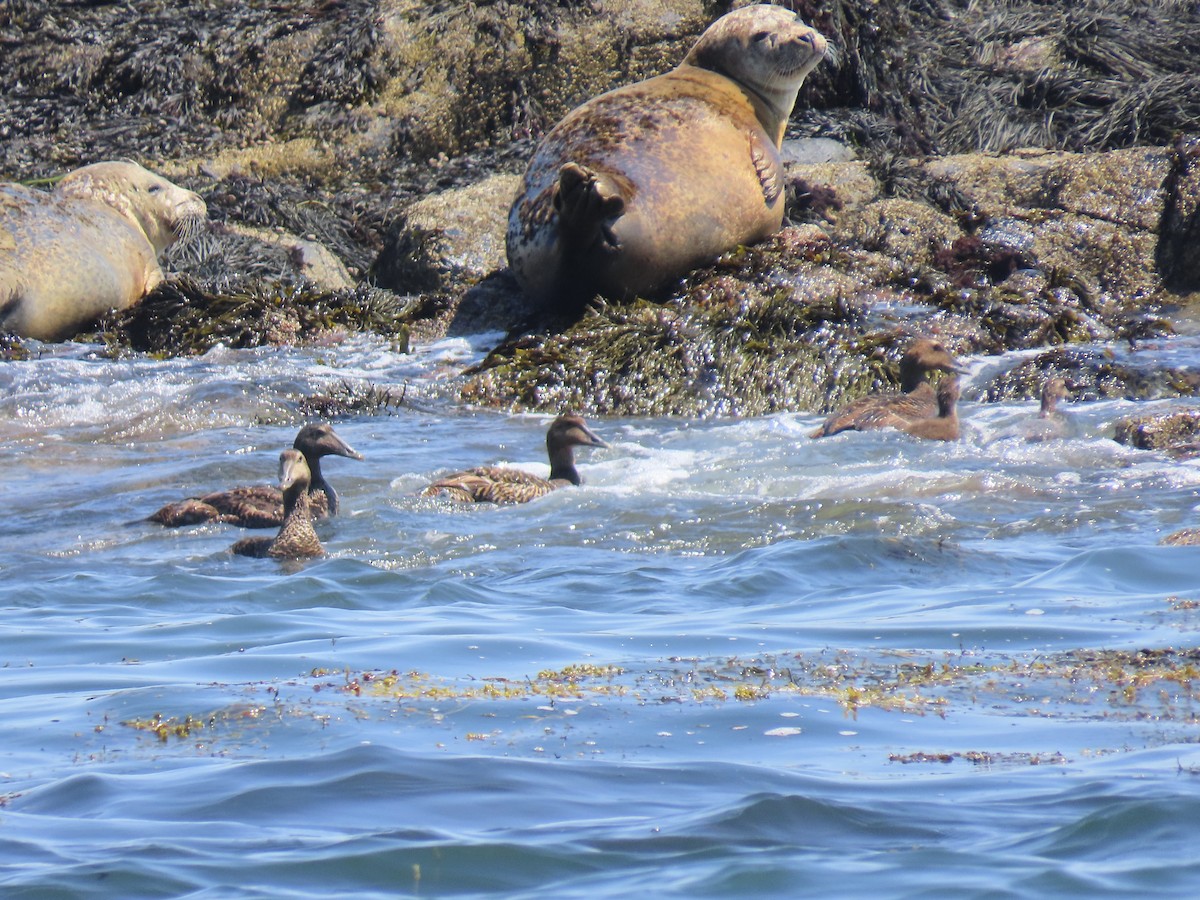 Common Eider - ML638490403