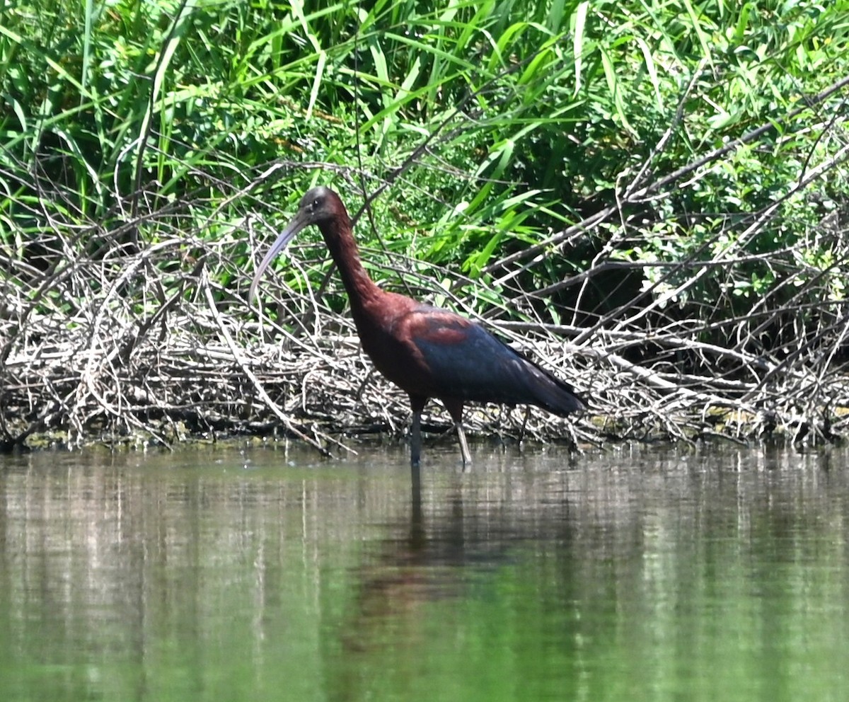 Ibis falcinelle - ML638490417