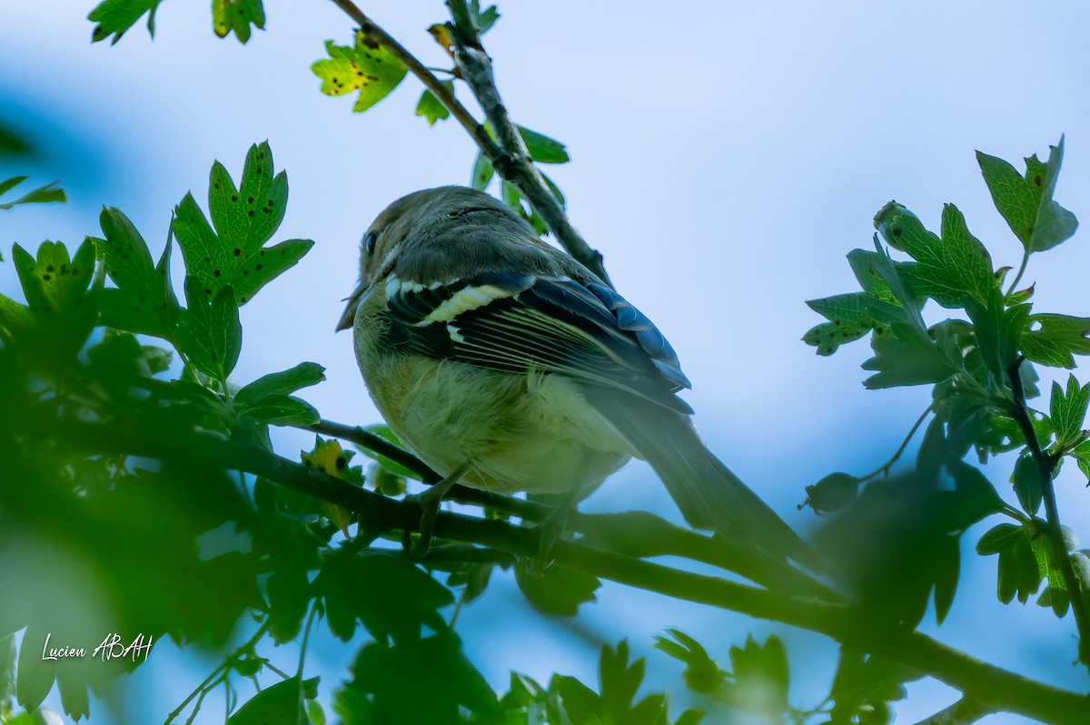 Common Chaffinch - ML638490426