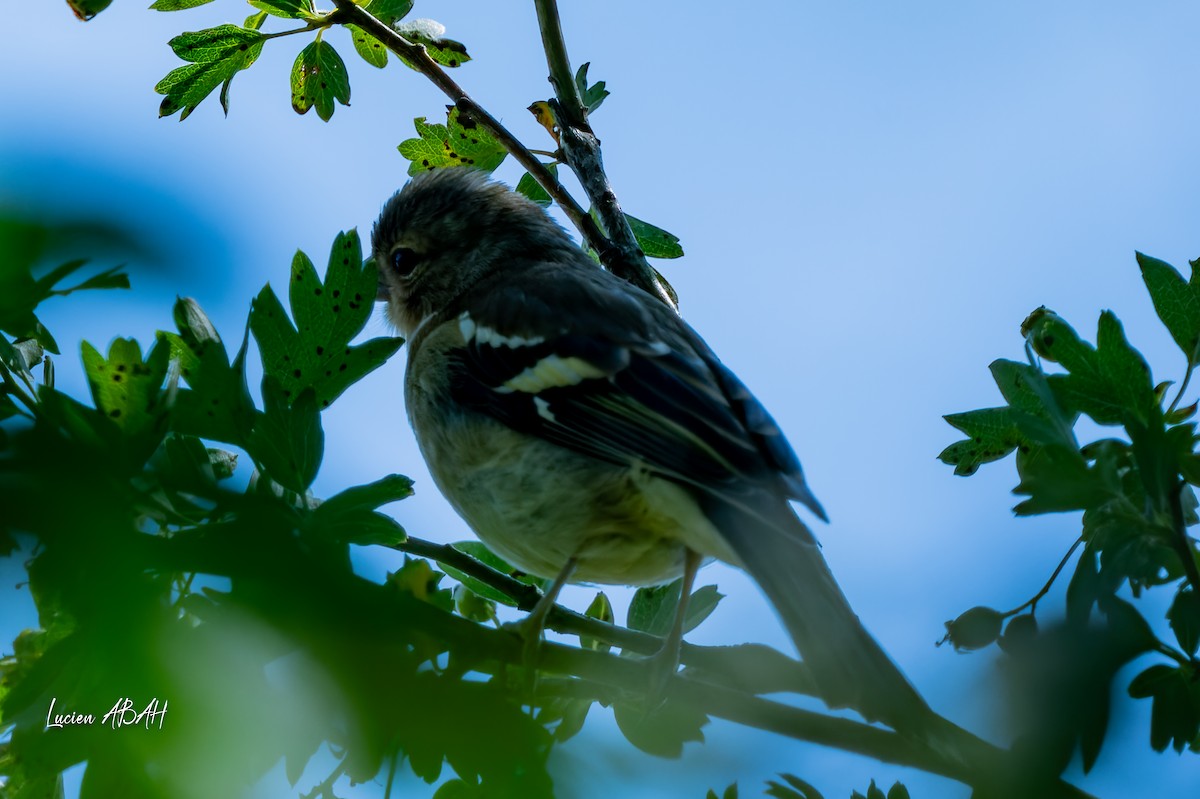 Common Chaffinch - ML638490428