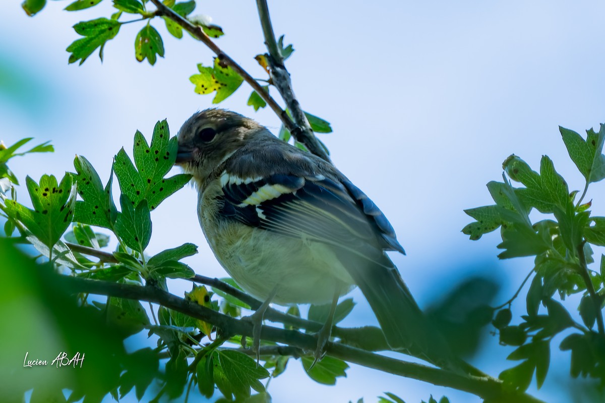 Common Chaffinch - ML638490429