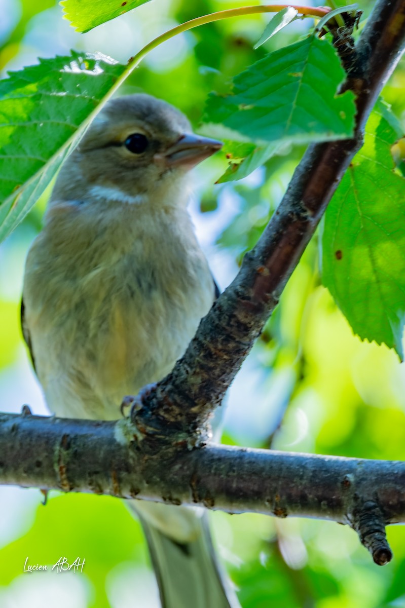 Common Chaffinch - ML638490433