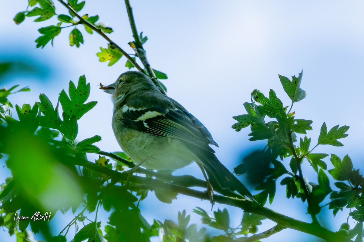 Common Chaffinch - ML638490435