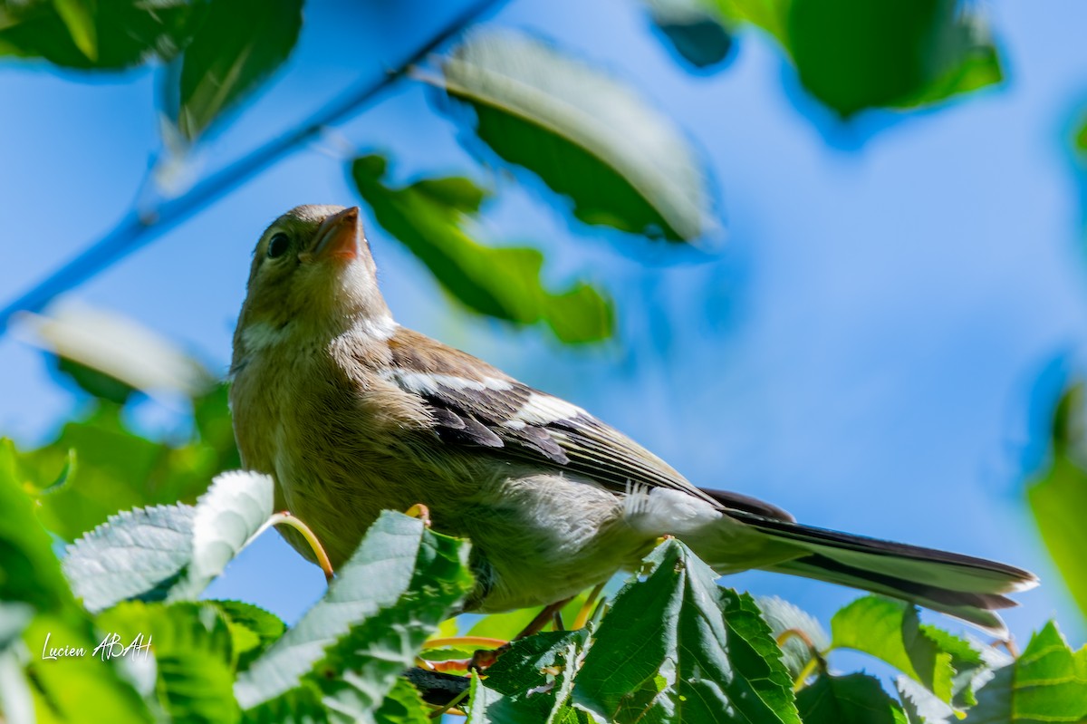 Common Chaffinch - ML638490437