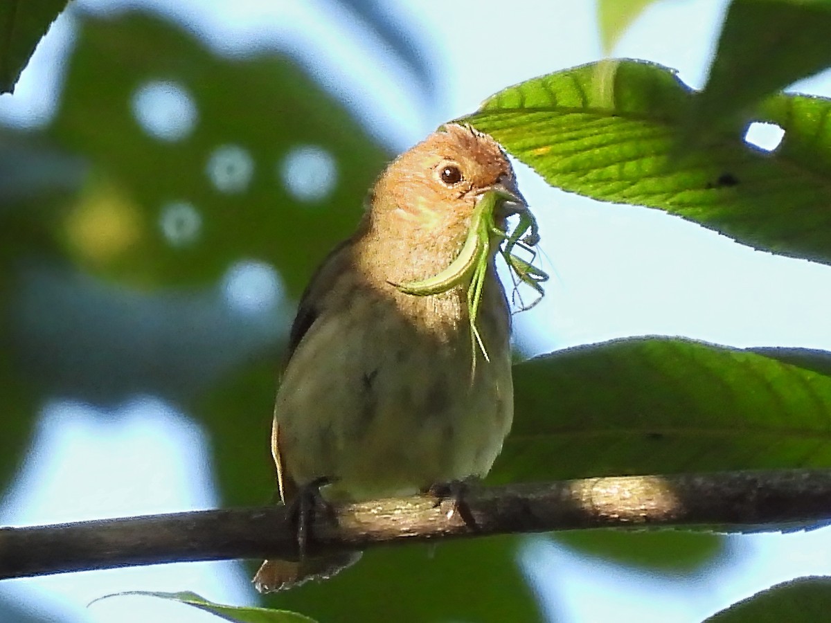 Indigo Bunting - ML638490440