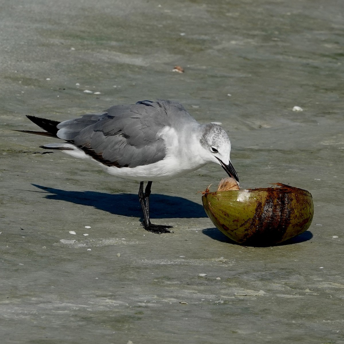 Laughing Gull - ML638490441