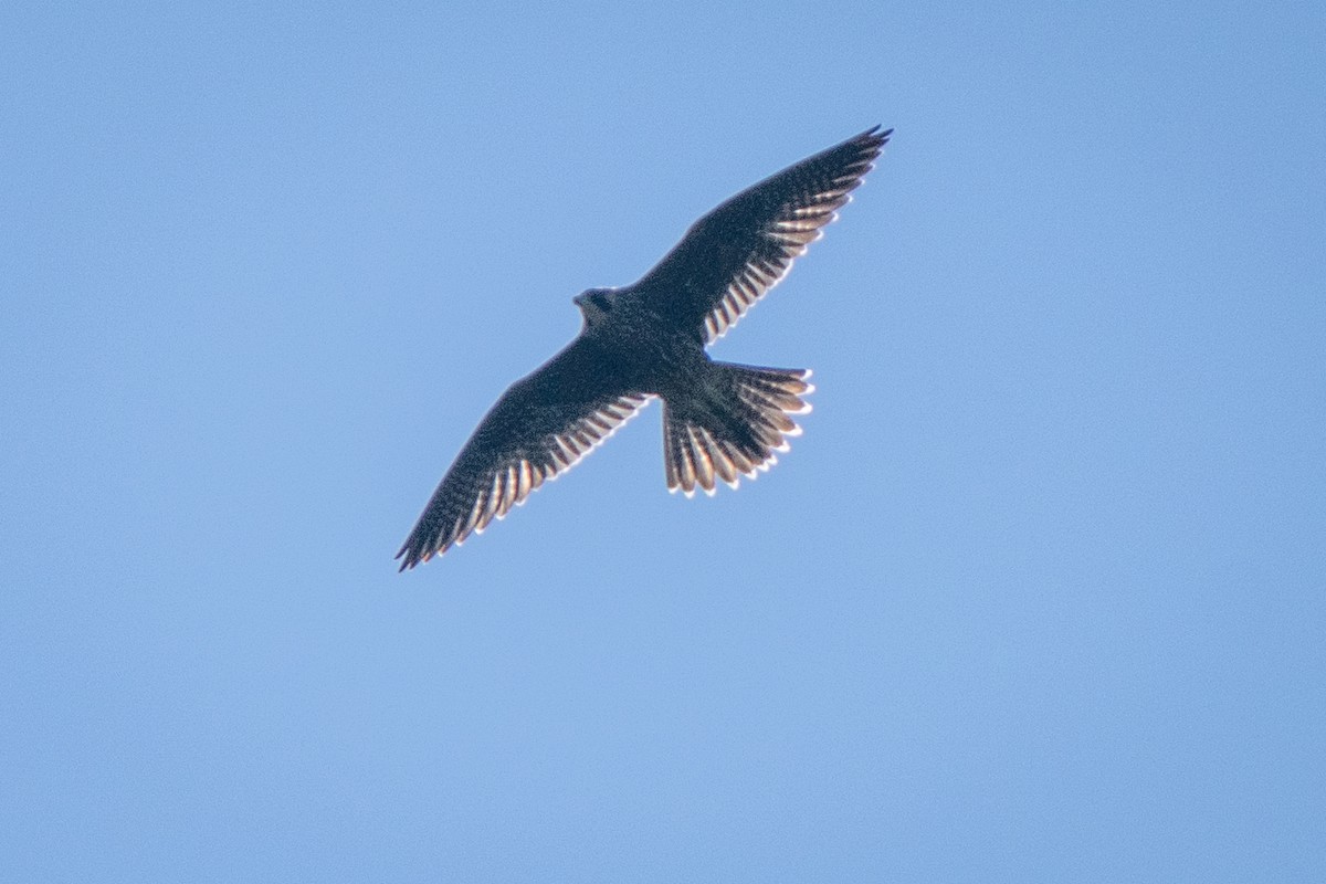Peregrine Falcon - ML638490442