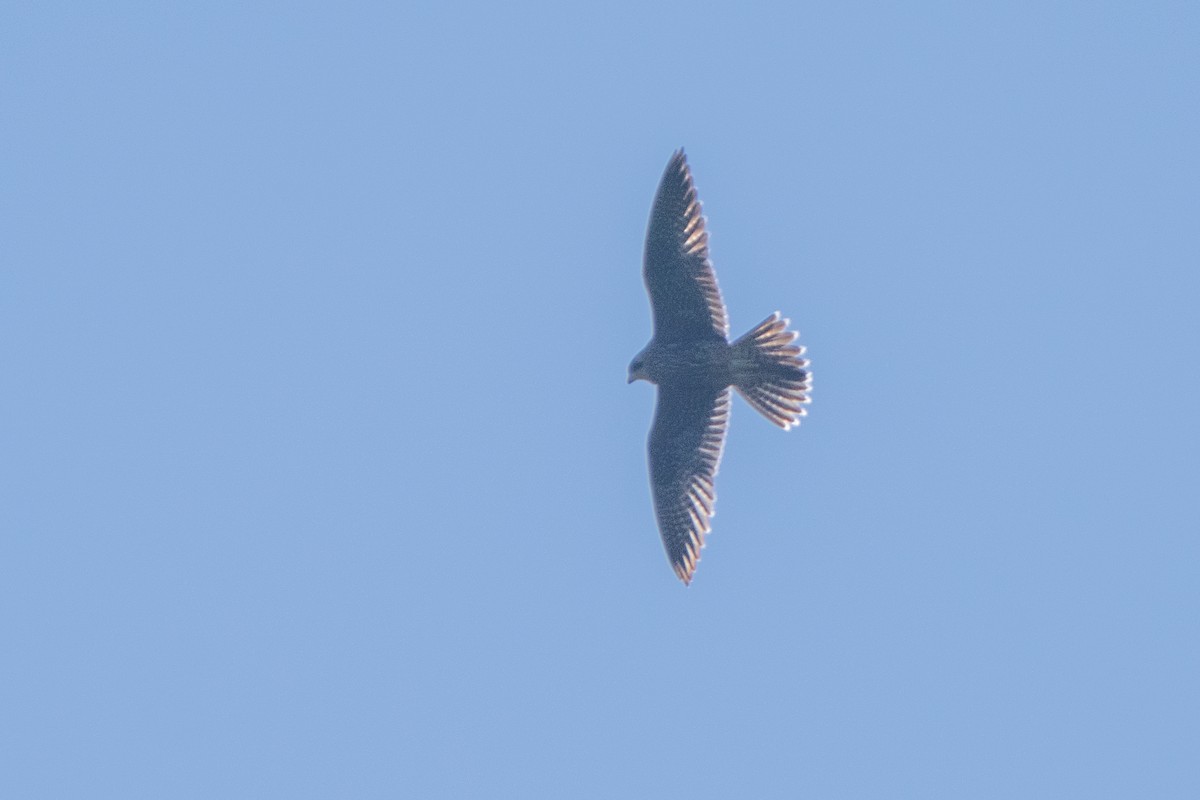 Peregrine Falcon - ML638490443