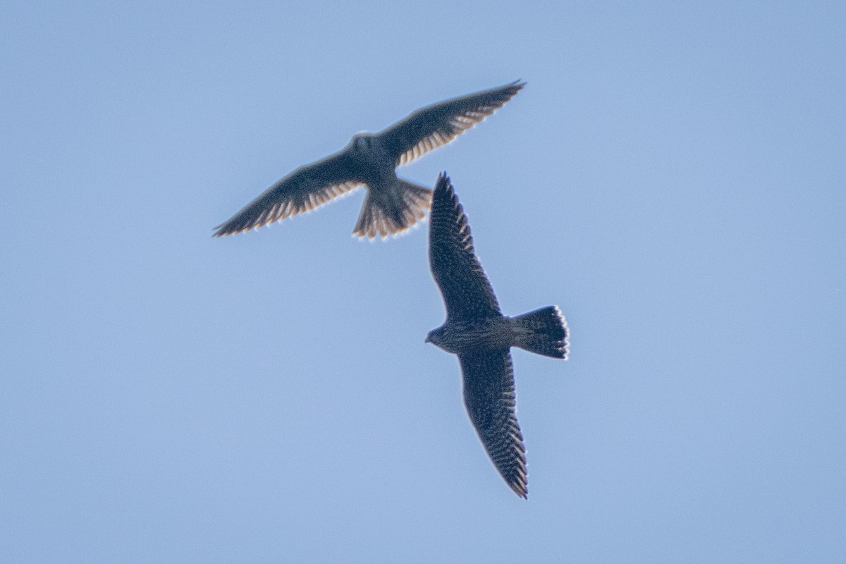 Peregrine Falcon - ML638490444