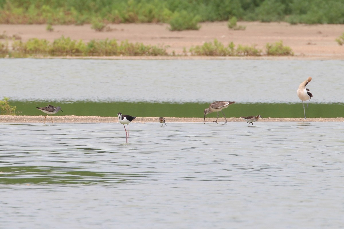 Willet (Western) - ML638490447
