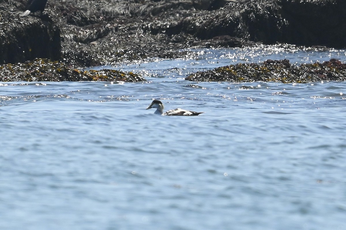 Common Eider - ML638490451
