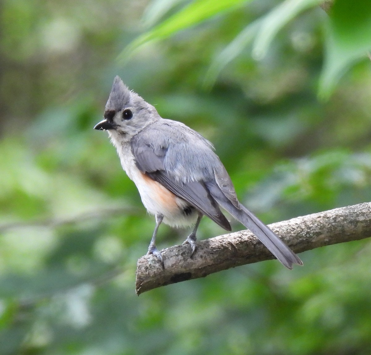 Tufted Titmouse - ML638490452