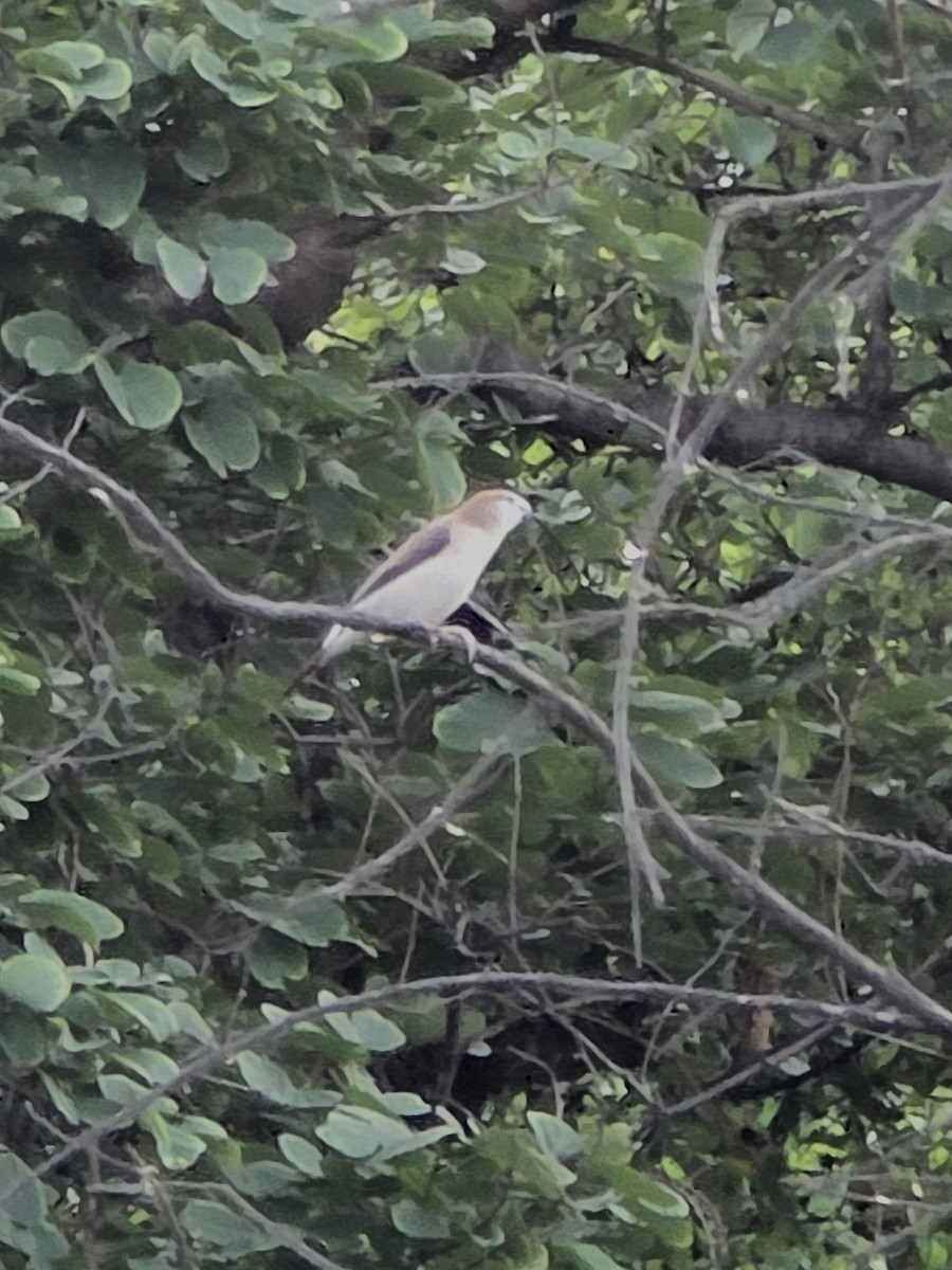 Indian Silverbill - ML638490453