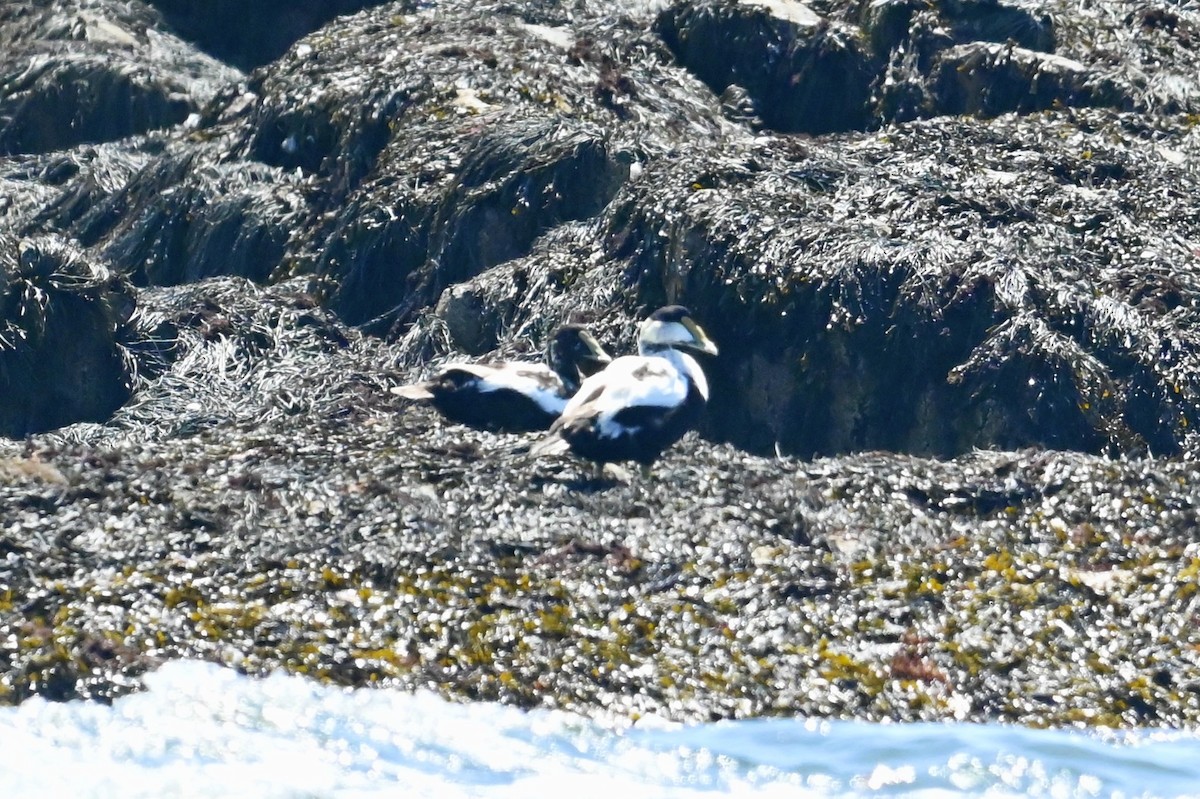 Common Eider - ML638490455
