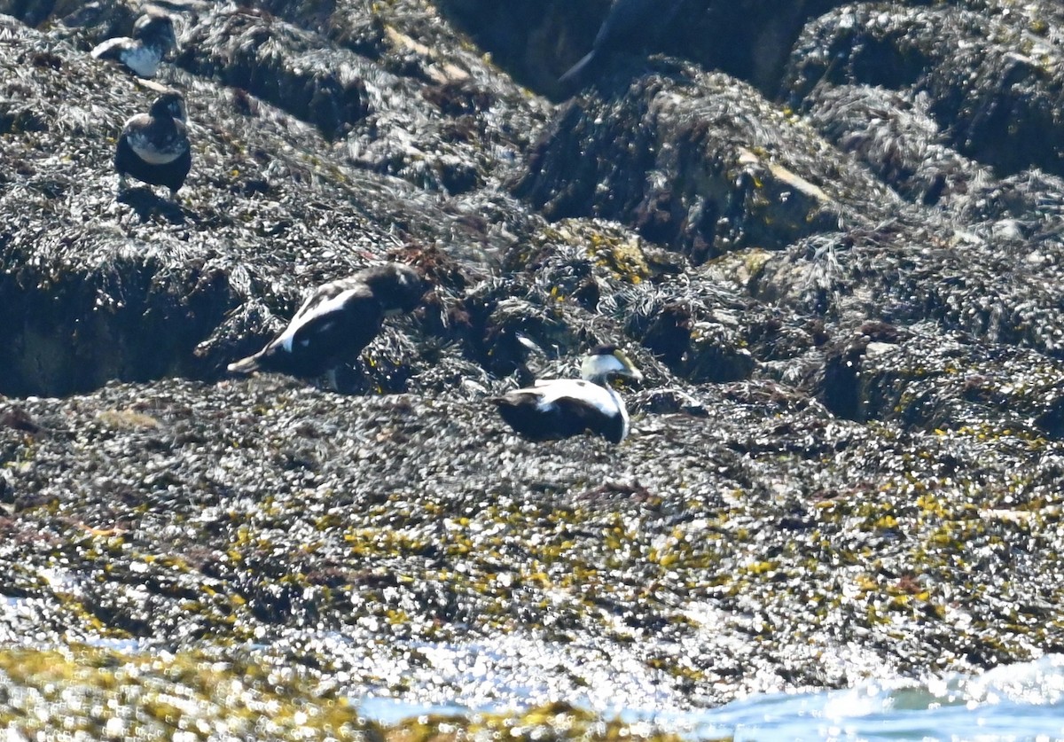 Common Eider - ML638490456