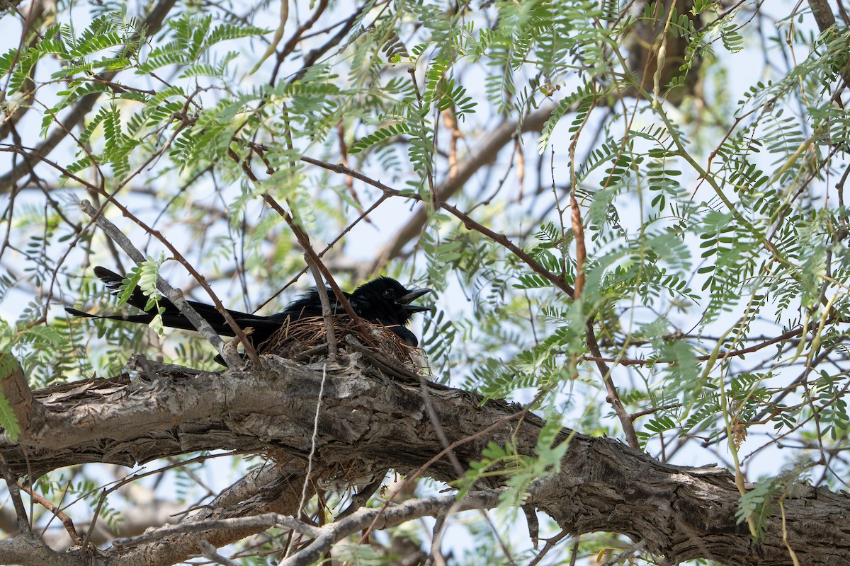 Black Drongo - ML638490458