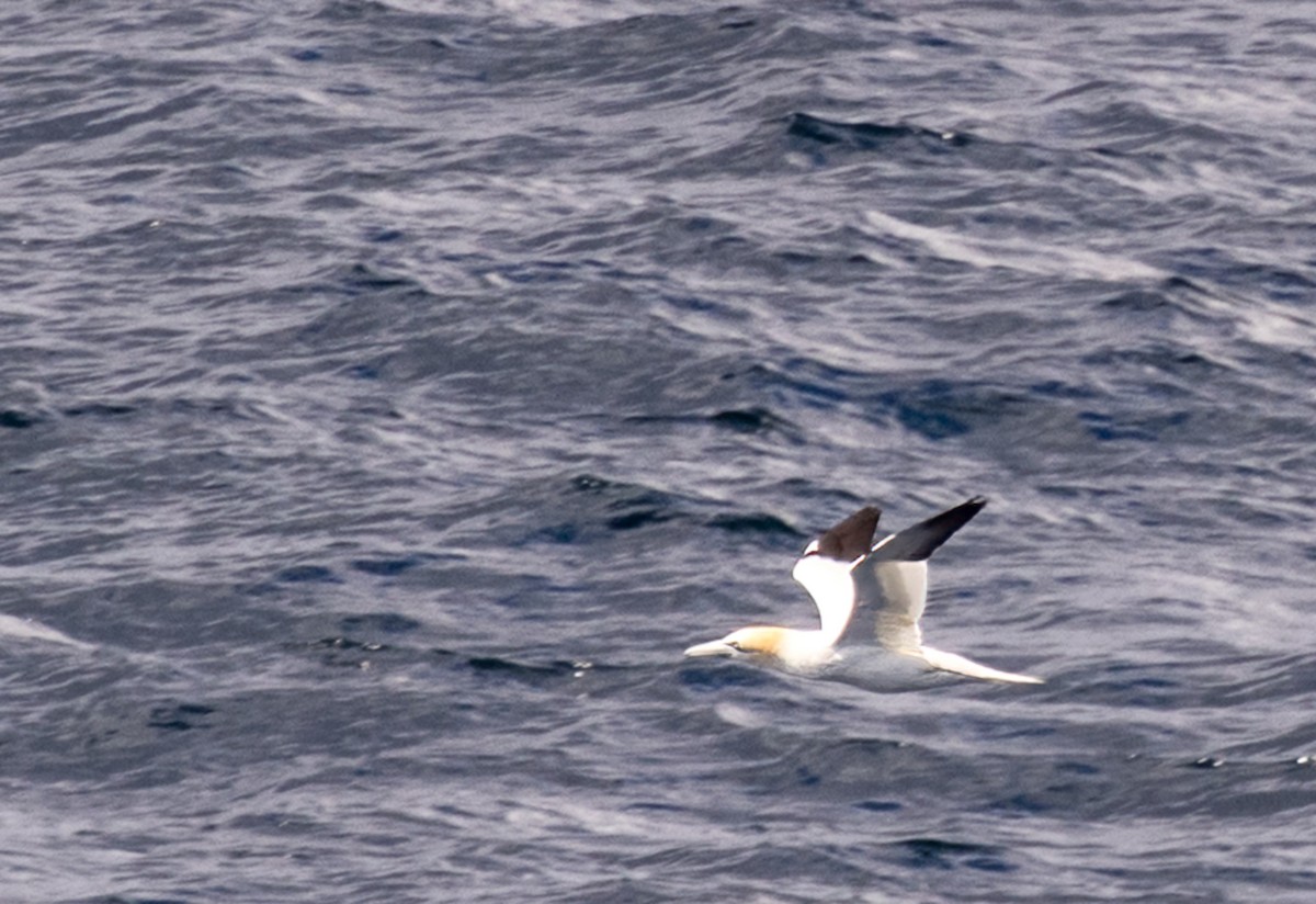 Northern Gannet - ML638490459