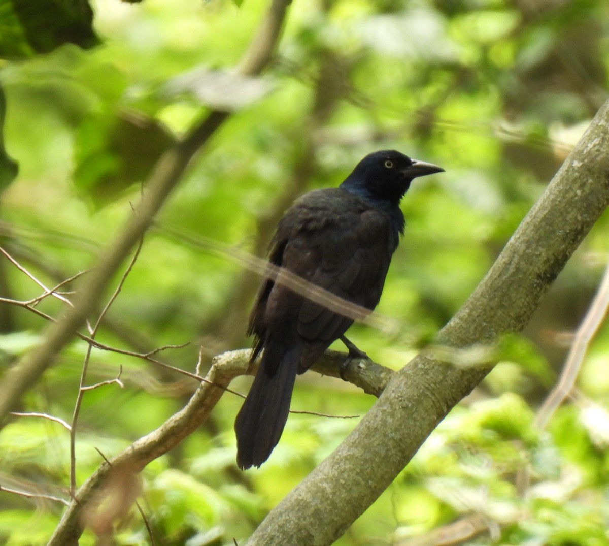 Common Grackle - ML638490463