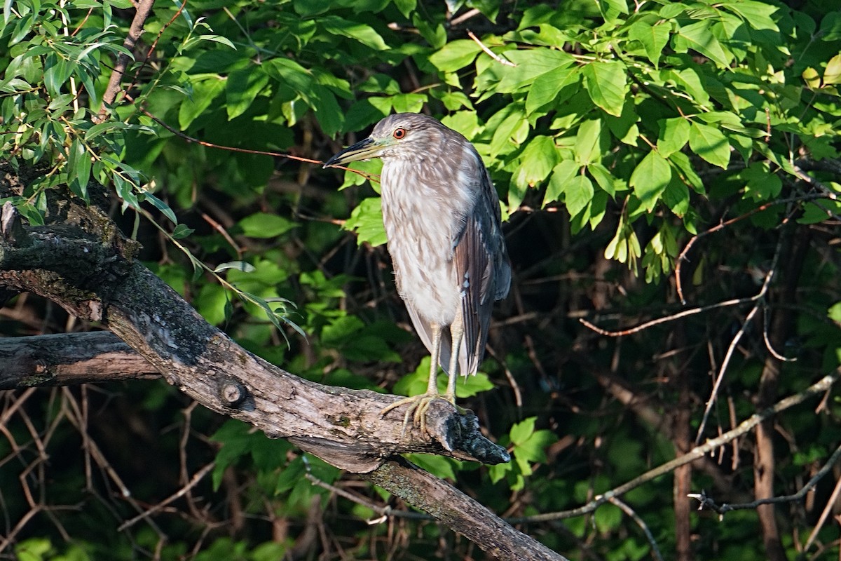 Black-crowned Night Heron - ML638490464