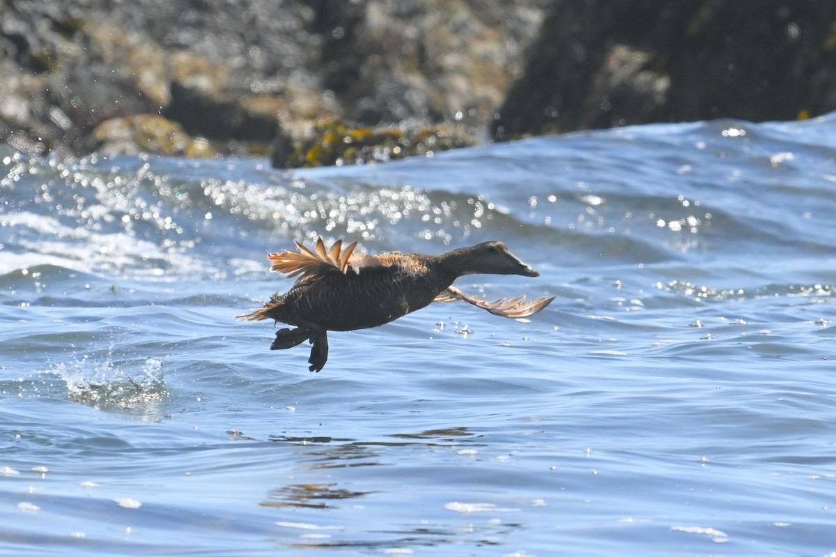 Common Eider - ML638490468