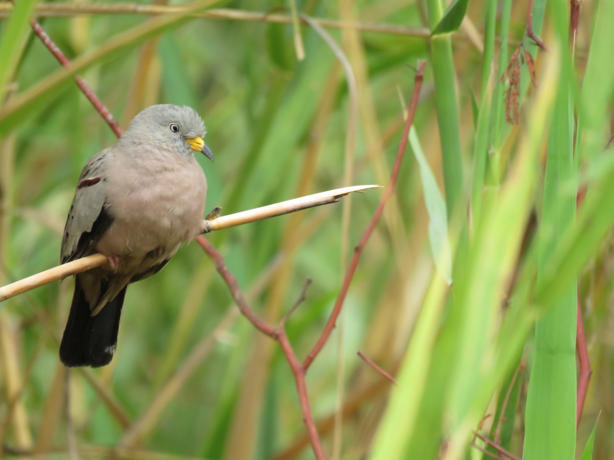 Croaking Ground Dove - ML638490490