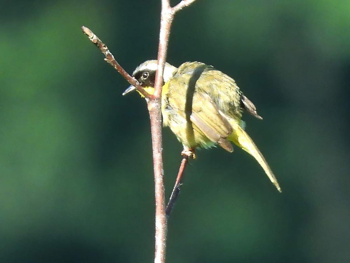 Common Yellowthroat - ML638490493