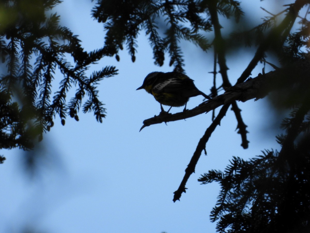 Magnolia Warbler - ML638490495