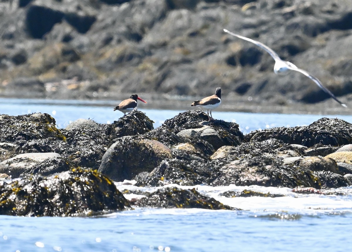 American Oystercatcher - ML638490497