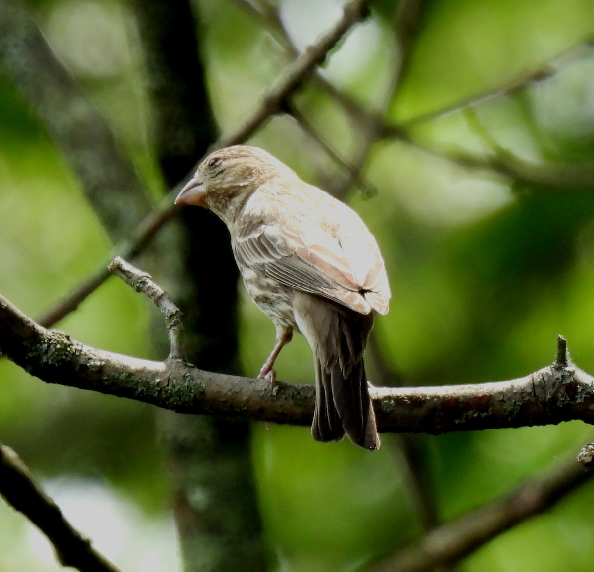 House Finch - ML638490498
