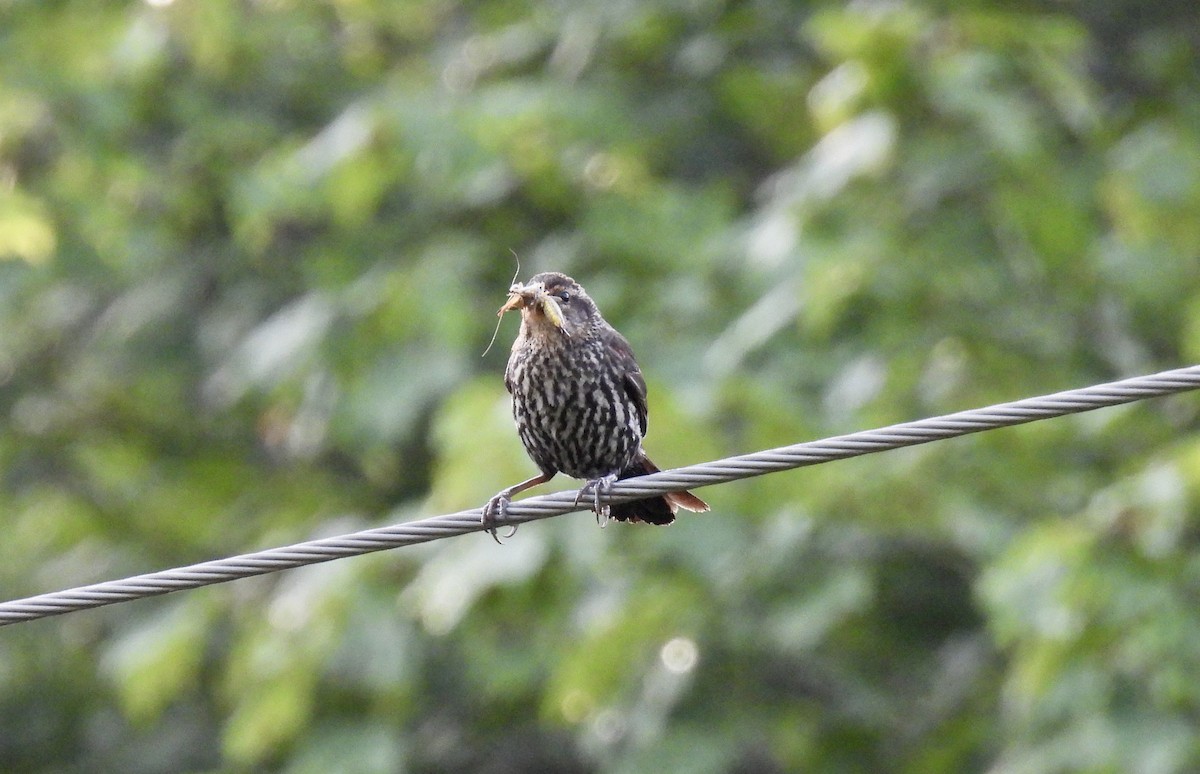 Red-winged Blackbird - ML638490500