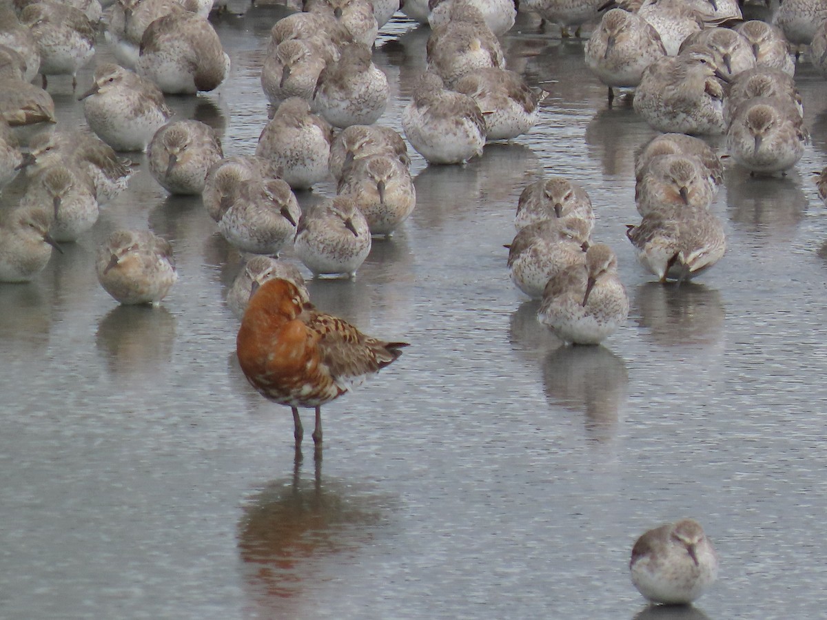 Black-tailed Godwit - ML638490501