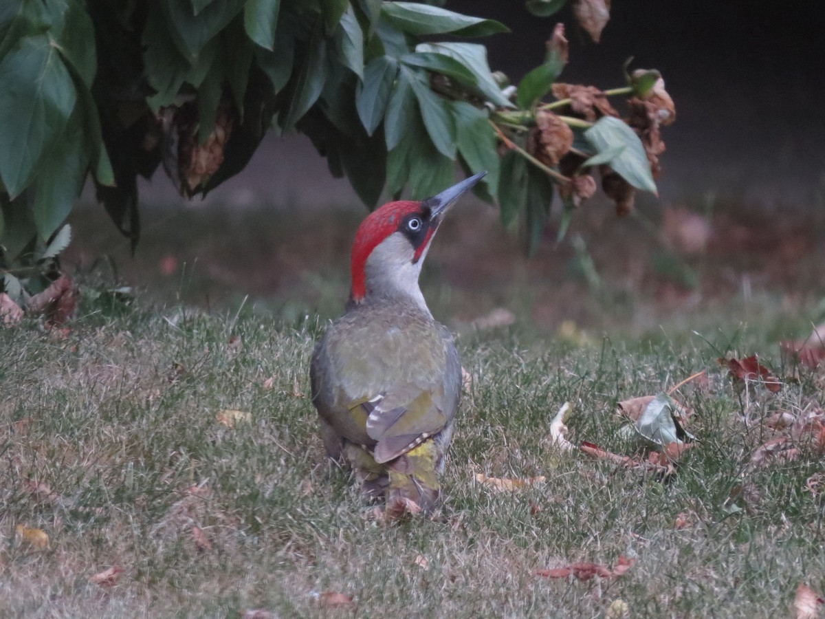 Eurasian Green Woodpecker - ML638490502
