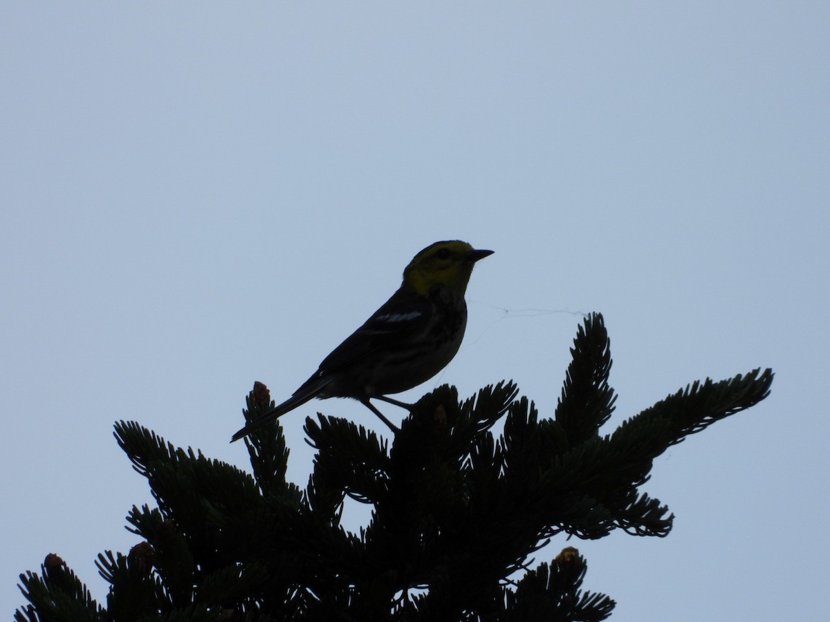 Black-throated Green Warbler - ML638490511