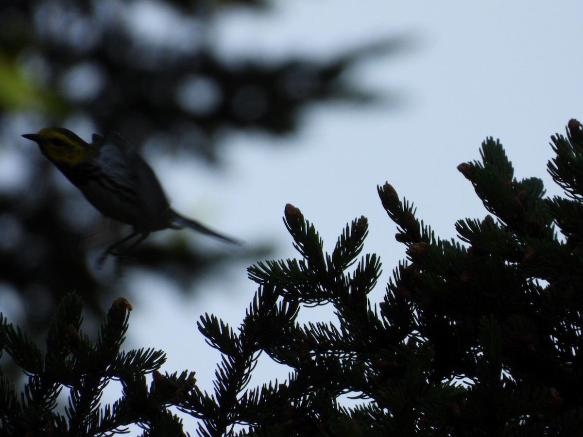 Black-throated Green Warbler - ML638490512
