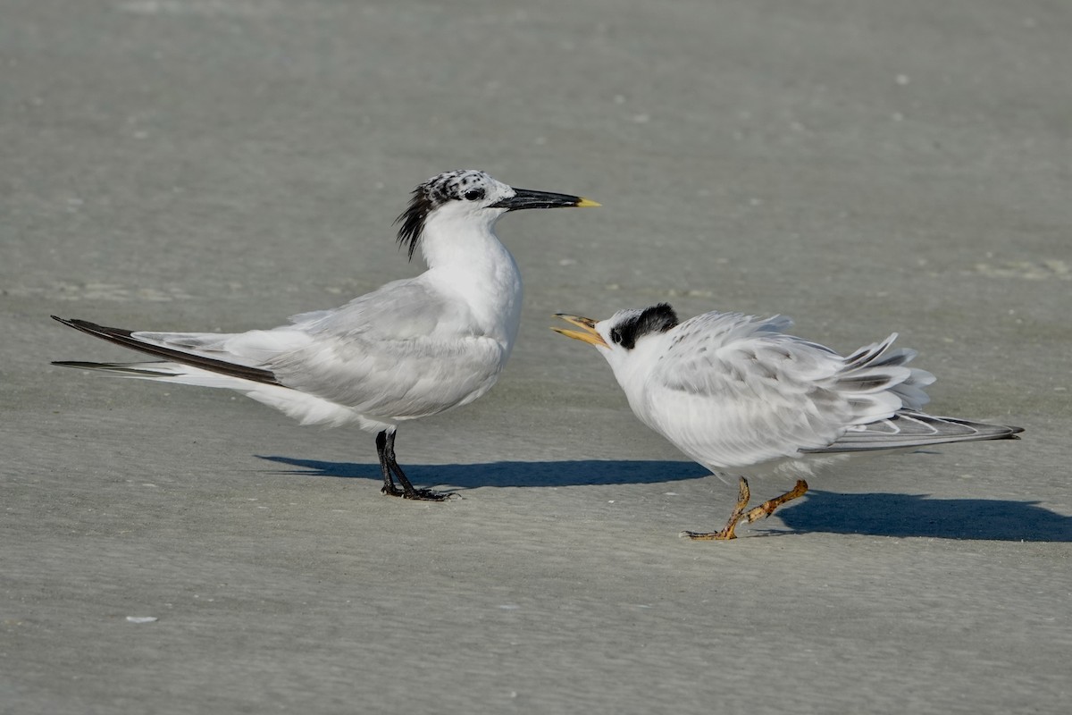 Sandwich Tern - ML638490516