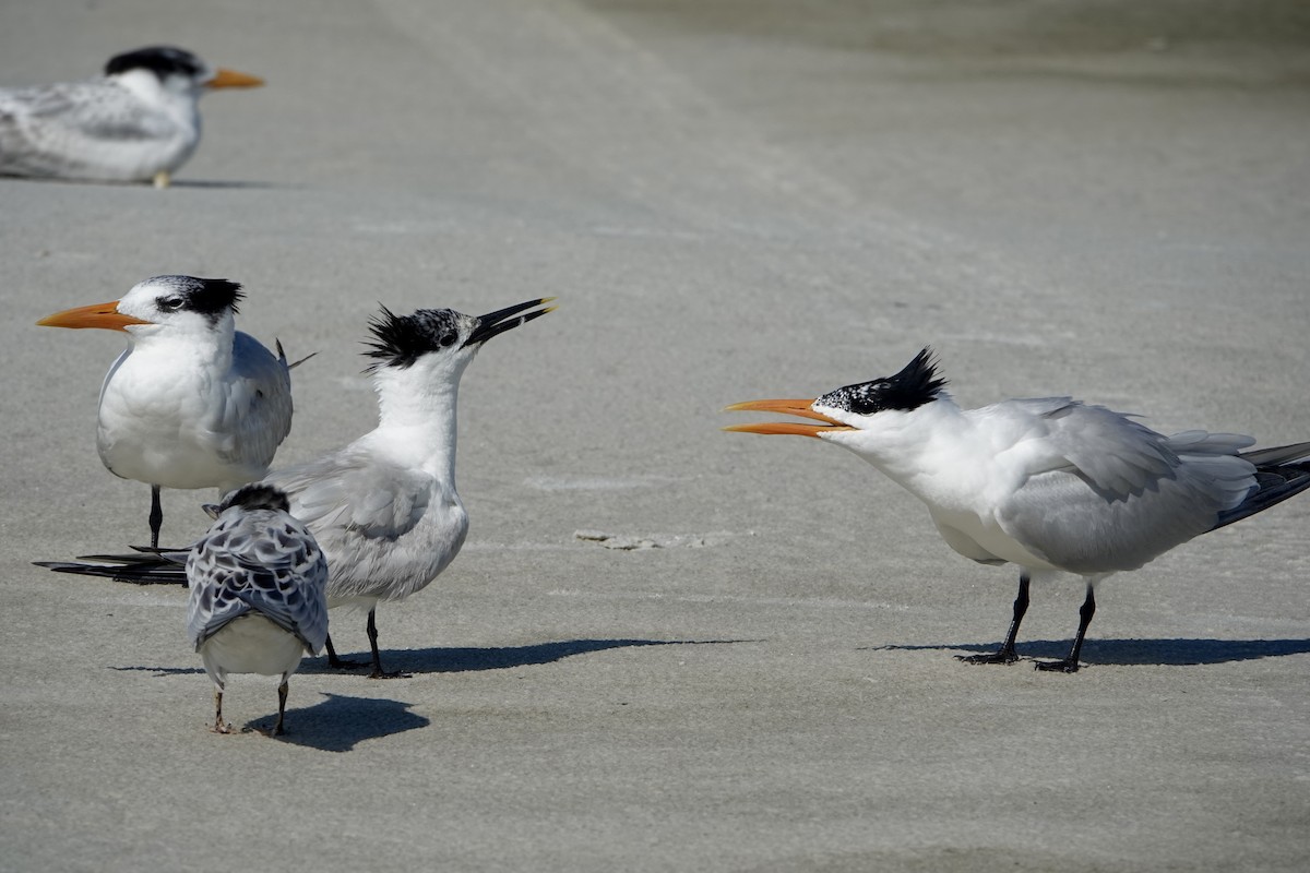 Sandwich Tern - ML638490519