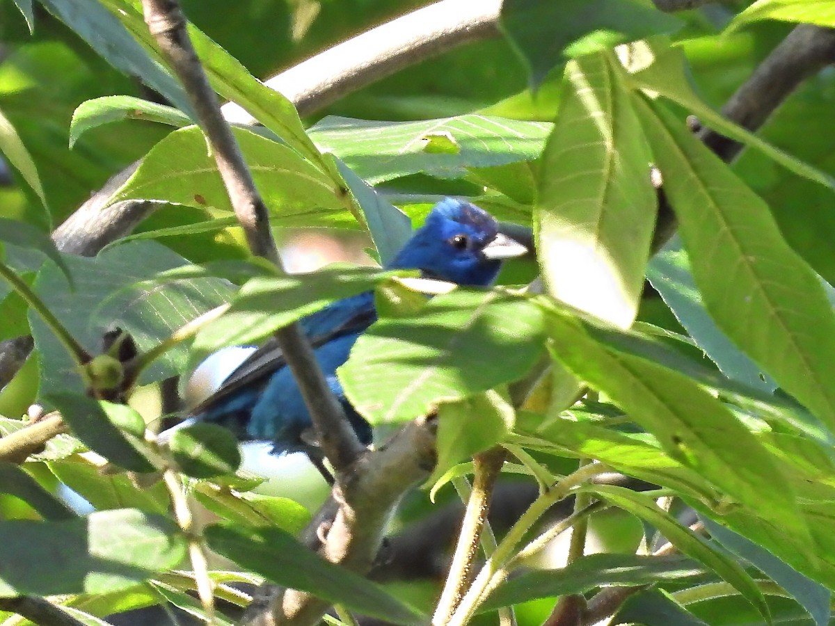 Indigo Bunting - ML638490520