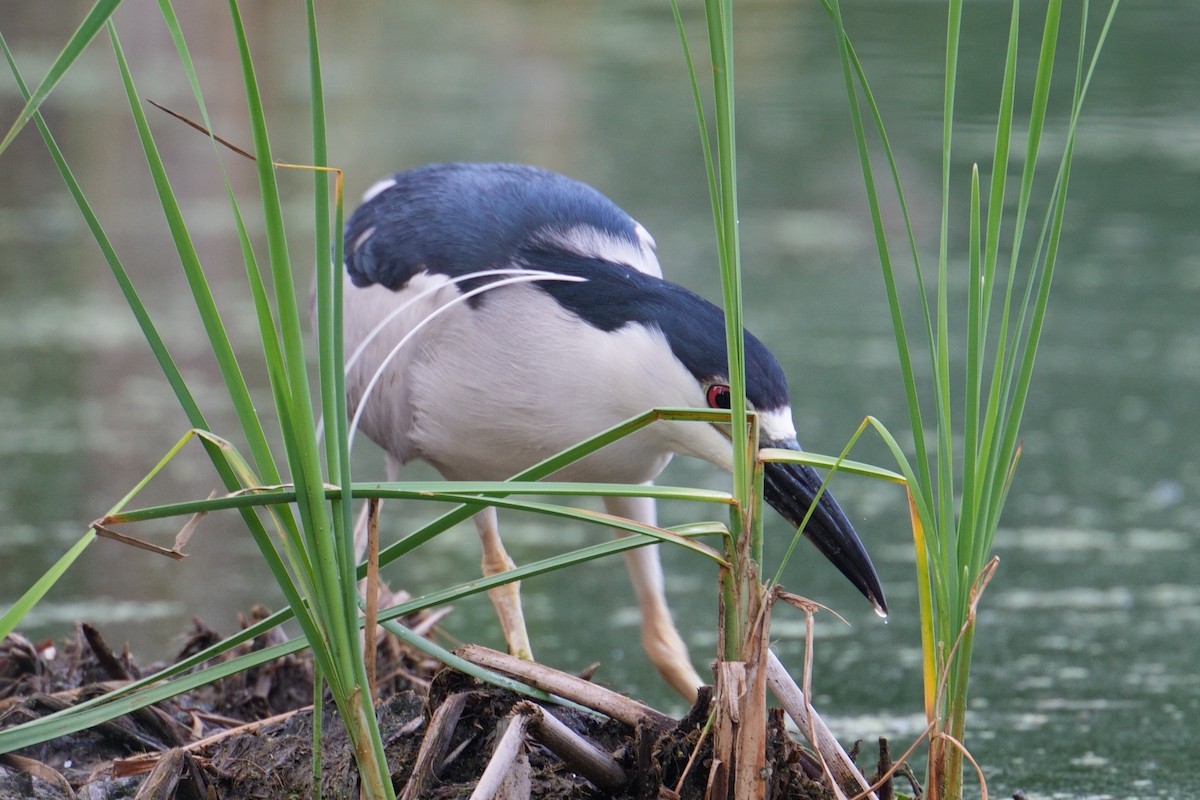 Black-crowned Night Heron - ML638490523