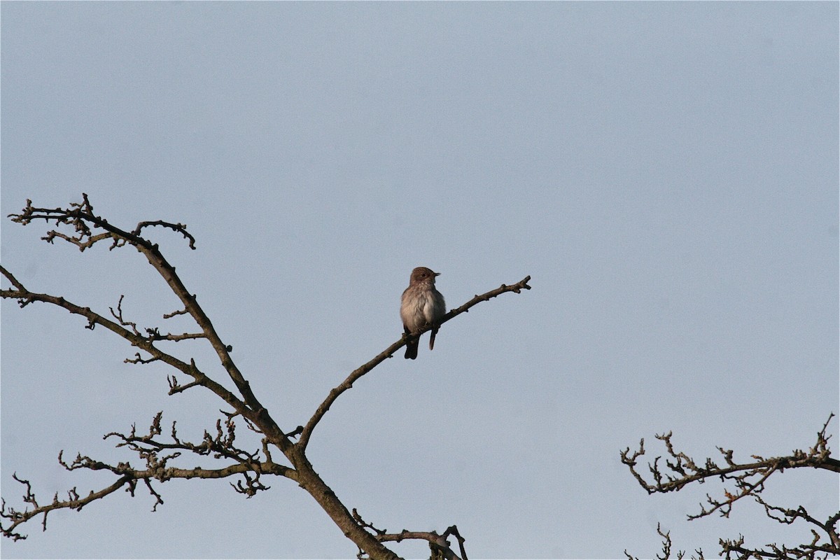Spotted Flycatcher - ML638490526