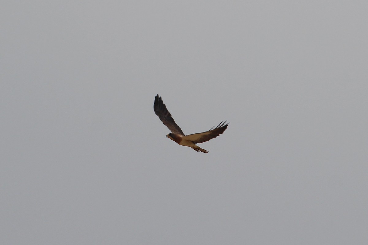 Swainson's Hawk - ML638490531