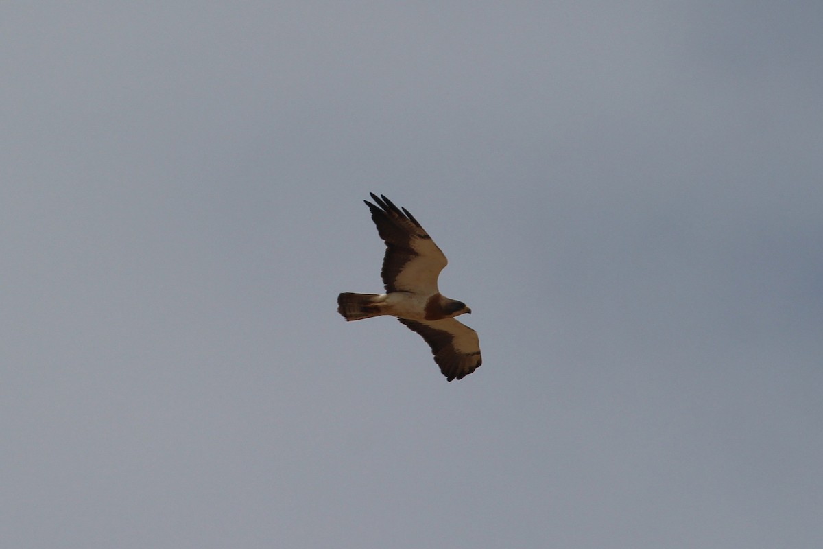 Swainson's Hawk - ML638490532