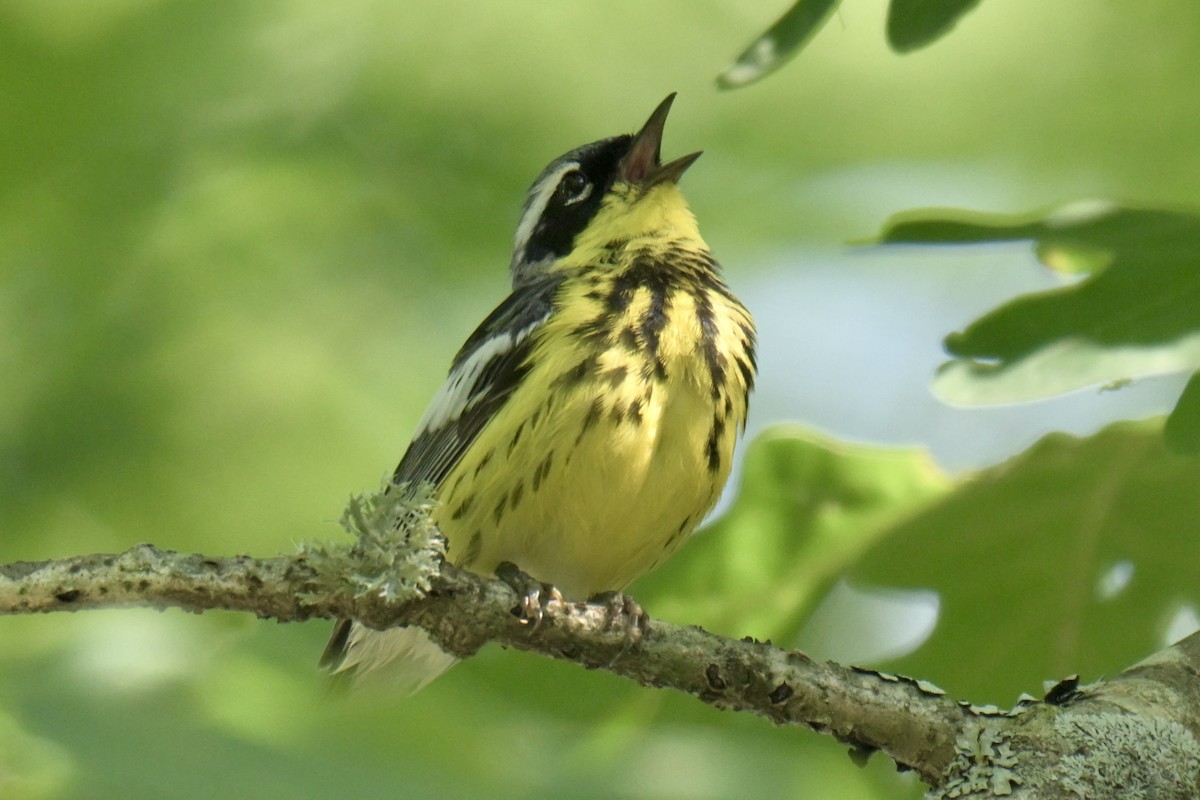 Magnolia Warbler - ML638490539