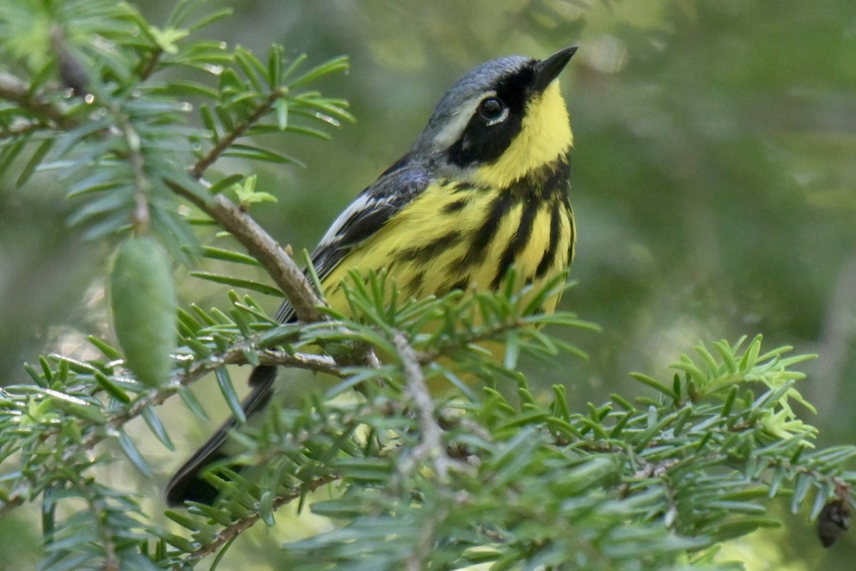 Magnolia Warbler - ML638490540