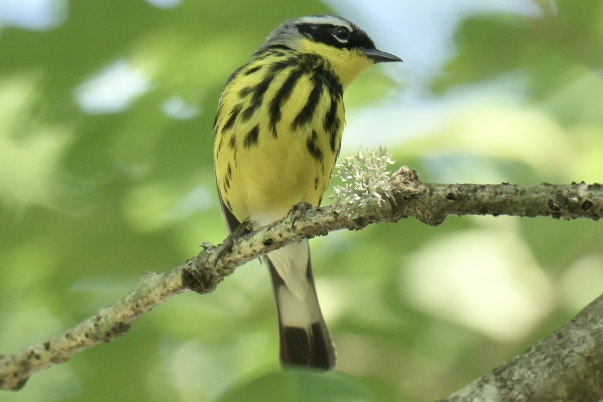 Magnolia Warbler - ML638490541