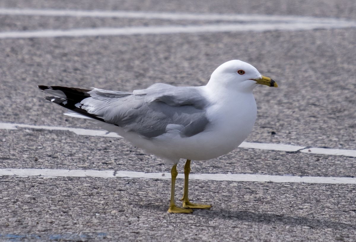 racek kroužkozobý - ML638490562