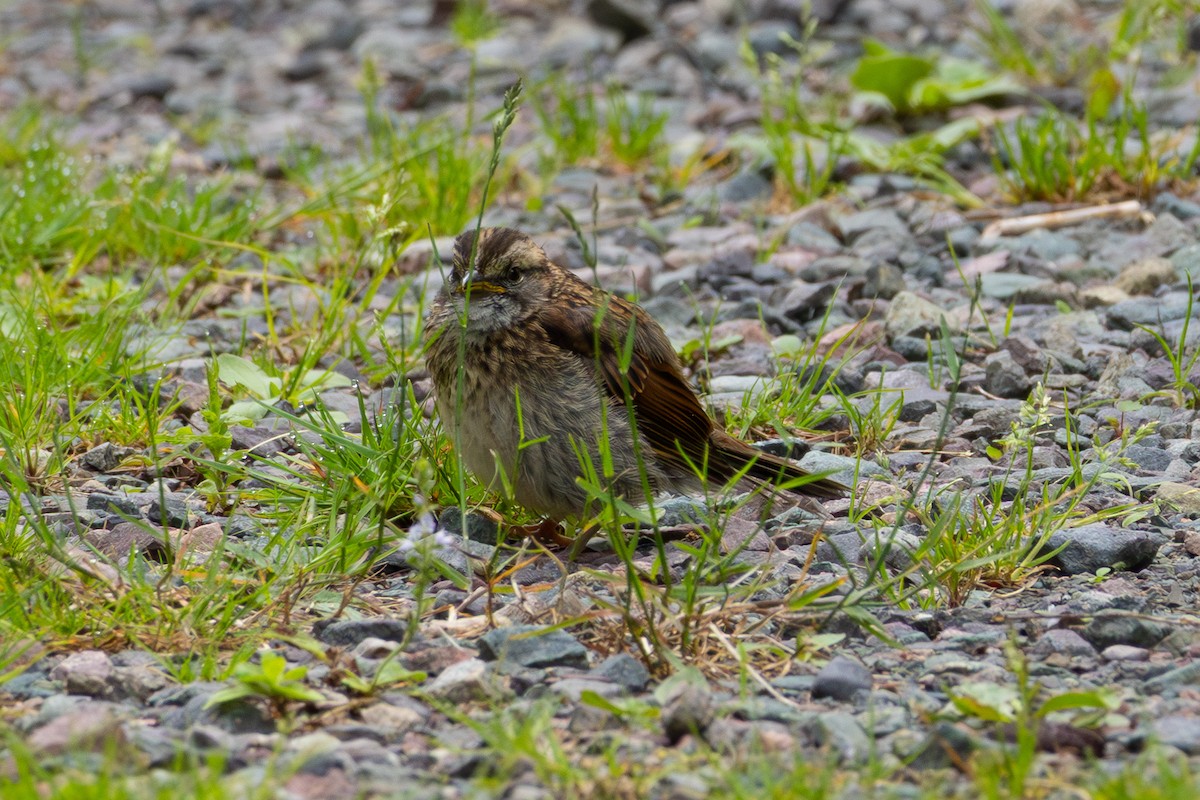 White-throated Sparrow - ML638490570