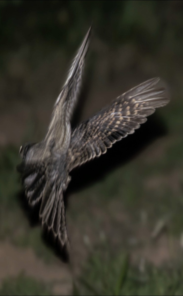 カマバネヨタカ - ML638490601